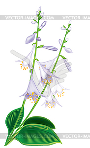 Flower host - vector clipart
