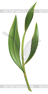 Tea leaf - vector image