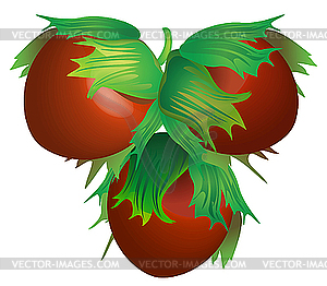 Hazelnut - vector image