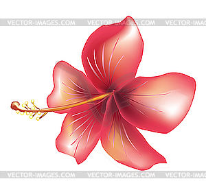 Цветок гибискуса - клипарт в векторном виде