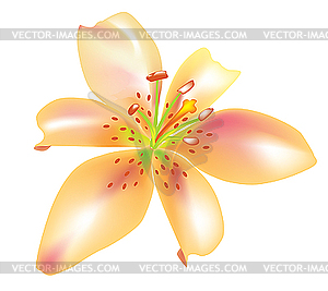 Beautiful lily for design - vector image