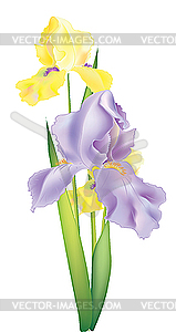 Iris flowers - vector image