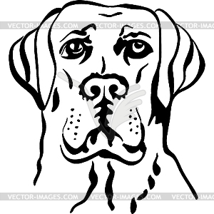 Dog breed labrador retriever - vector image