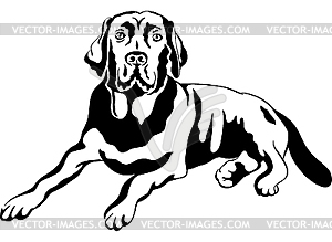 Dog breed labrador retrievers - vector image