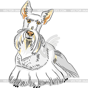 Scottish Terrier - vector clip art