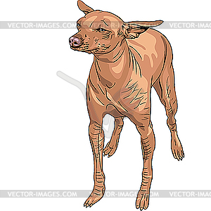 Мексиканская голая собака держатель Чехия