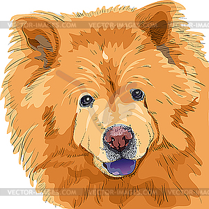 Dog chow-chow breed - vector image