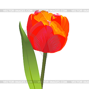 Красный тюльпан - векторный клипарт