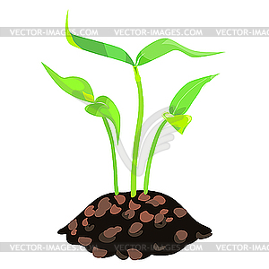 Green sprouts in the soil - vector image