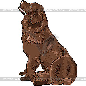 Dog Newfoundland breed sitting - vector clip art