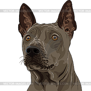 Ridgeback Dog breed - vector clipart