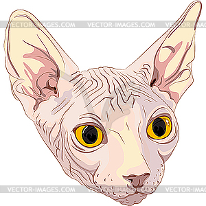 Cat breed Sphynx - color vector clipart