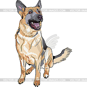 German shepherd dog breed - vector clip art