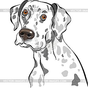 Эскиз собаки породы далматин портрет - векторное изображение EPS