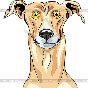 Greyhound Dog breed - vector clipart