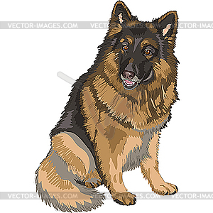Dog German shepherd breed - vector image