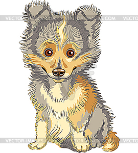 Puppy Shetland Sheepdog - vector clipart