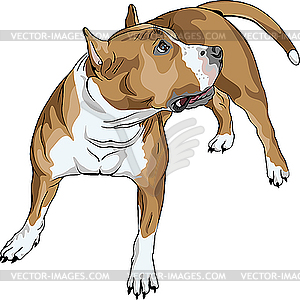 Sketch dog American Staffordshire Terrier breed - vector clip art