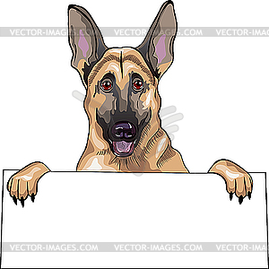 Собака породы немецкая овчарка - изображение в векторном формате