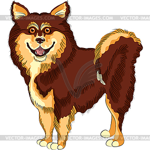 Dog lapphund breed - vector clip art