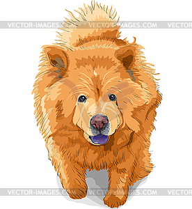 Color sketch of dog chow-chow breed - vector clipart