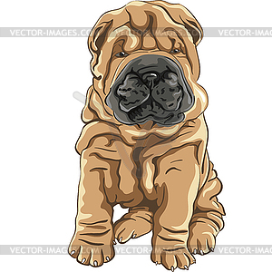 Cute red Shar Pei dog puppy - vector clip art