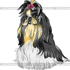 Dog Shih Tzu breed - vector image