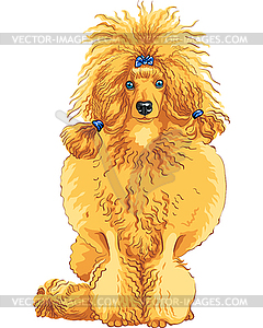 Color sketch of dog red Poodle breed - vector clipart