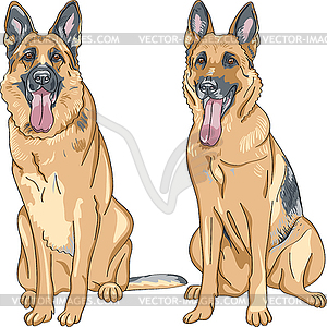 Dog German shepherd breed - vector image