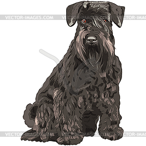 Миниатюрная черная собака сидит шнауцеры - изображение в векторе