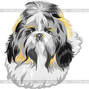 Sketch dog Shih Tzu breed - vector clipart