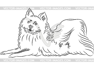 Sketch American Eskimo Dog breed lying - vector image