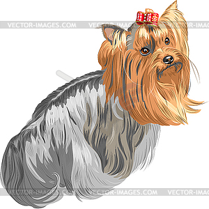 Pedigreed dog Yorkshire terrier - vector clipart