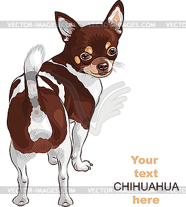 Sketch dog Chihuahua breed - vector image