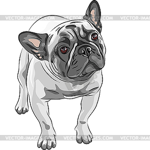 Sketch domestic dog French Bulldog breed - vector clipart