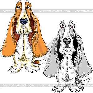 Собака породы Бассет-хаунд - векторная иллюстрация