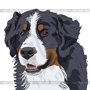 Bernese Mountain Dog breed - vector clipart