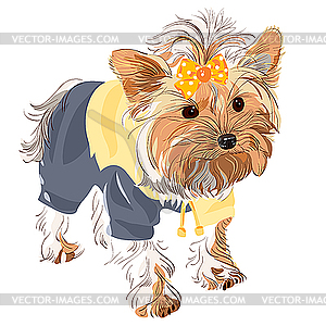 Pedigreed dog Yorkshire terrier - vector image