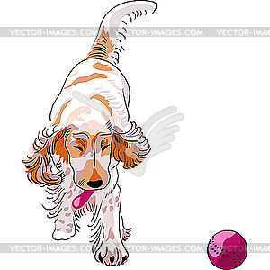 Dog cocker spaniel plays with red ball - vector image