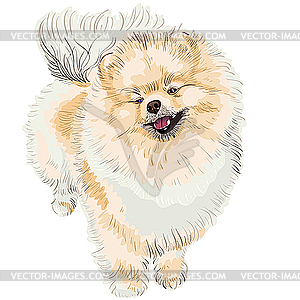 Spitz dog smiles - vector clipart