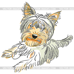 Pedigreed dog Yorkshire terrier - vector clip art