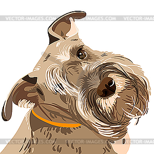 Миниатюрная собака породы шнауцер - иллюстрация в векторе
