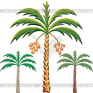 Three palm trees - vector image