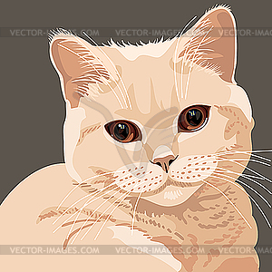 View of lilac cat - vector image