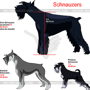 Schnauzers - vector image