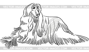 Sketch of Afghan hound dog lying - vector image