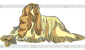 Собака породы афганская гончая - векторный эскиз