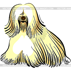 Dog Tibetan Terrier breed - vector image