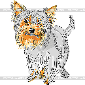 Pedigreed dog Yorkshire terrier - vector clipart