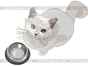 Cat requests to eat - vector clip art